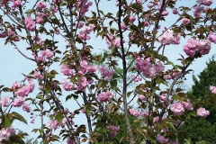 Naimoli-Estate-Ground-Photos-1