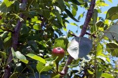 Naimoli-Estate-Ground-Photos-2