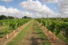 Naimoli-Estate-Ground-Photos-8